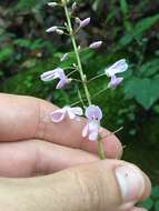 صورة <i>Hylodesmum nudiflorum</i>