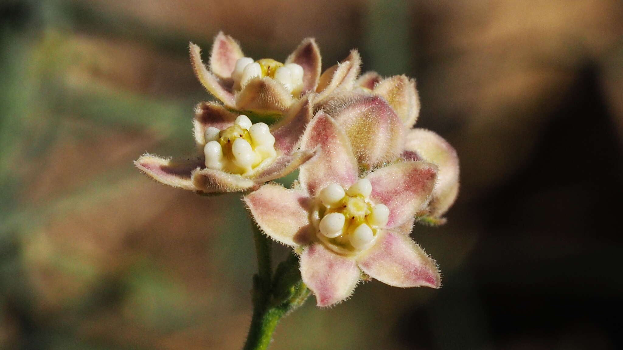 Plancia ëd Funastrum hirtellum (Gray ex Brewer & Wats.) Schltr.