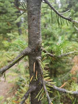 Image of subalpine fir