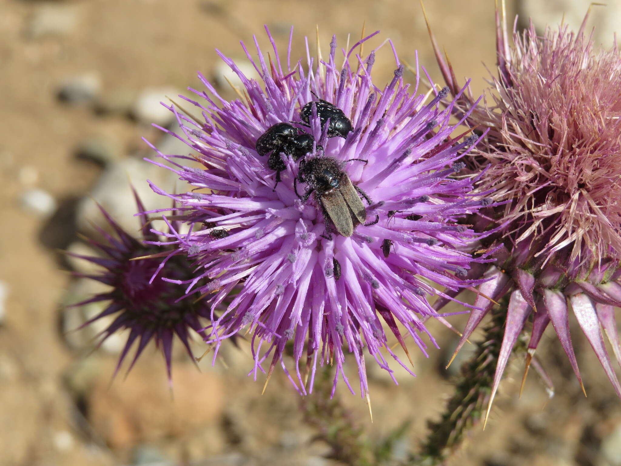 صورة Eulasia (Trichopleurus) vittata (Fabricius 1775)