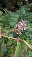 Image of Begonia convallariodora C. DC.