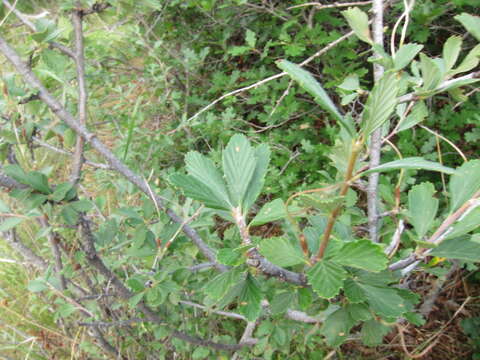 Image of alderleaf mountain mahogany