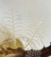 Image of Aglaophenia latecarinata Allman 1877