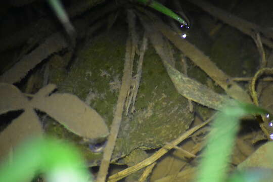 Image of Chinese Edible Frog