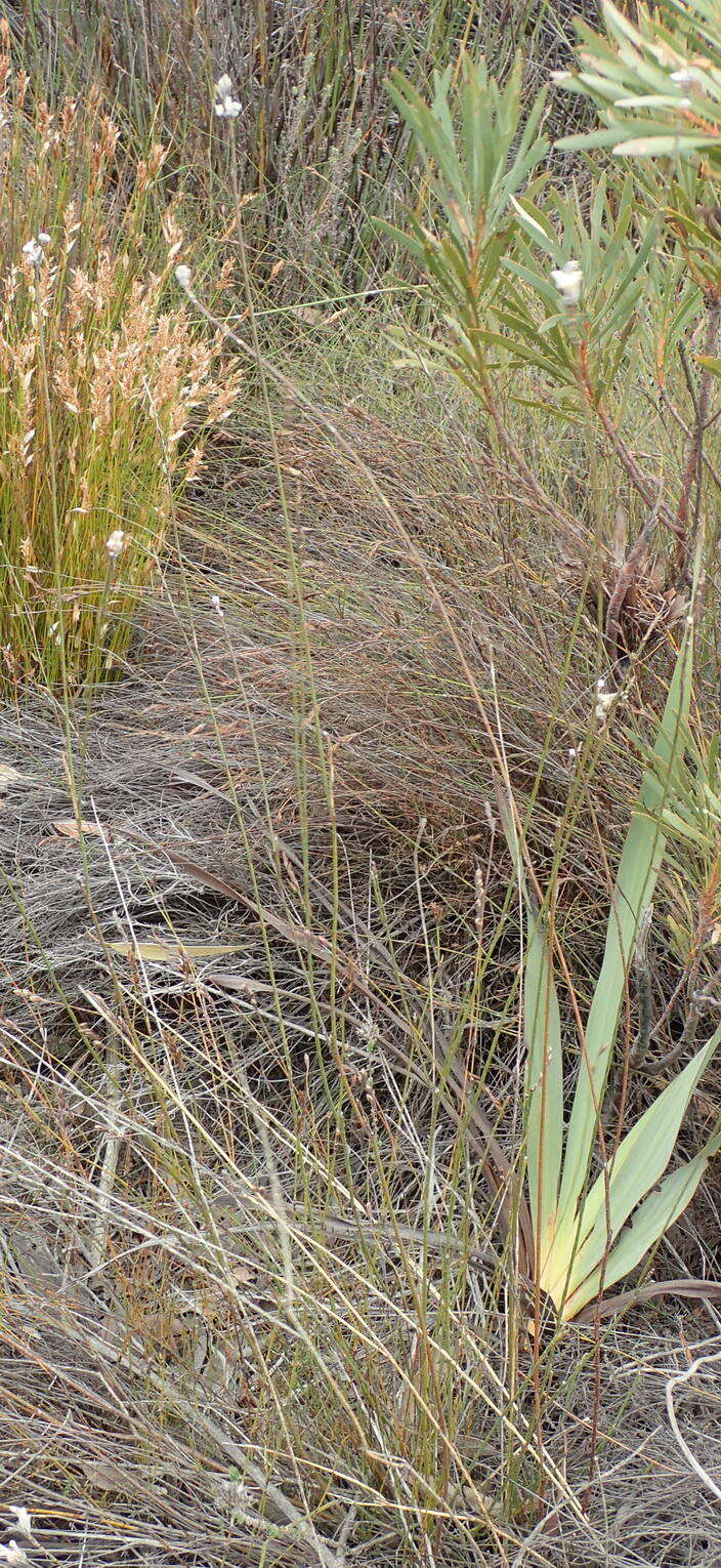 Image of Gnidia laxa (L. fil.) Gilg