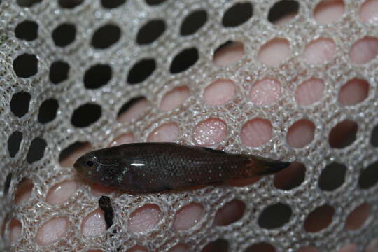 Image of Everglades Pygmy Sunfish