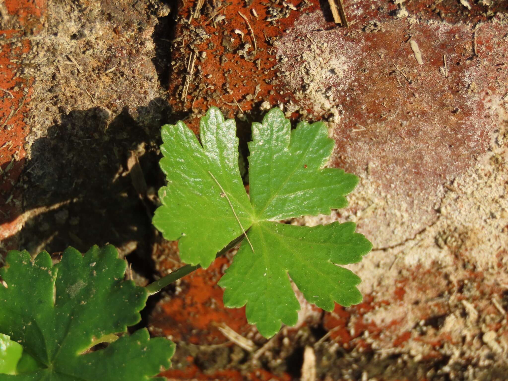 Hydrocotyle batrachium Hance的圖片