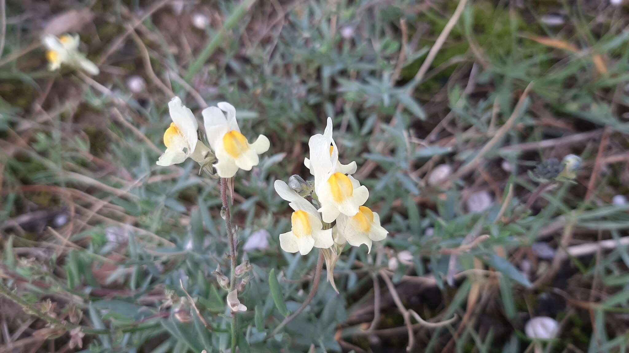 صورة Linaria supina subsp. maritima (DC.) M. Lainz