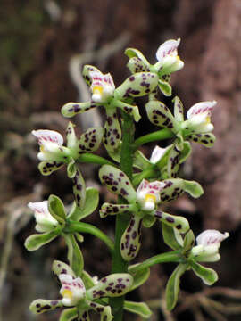 Image of Prosthechea vespa (Vell.) W. E. Higgins