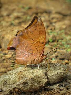 Charaxes psaphon Westwood 1848 resmi