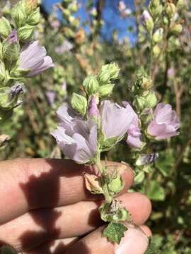 Image of Hickman's checkerbloom