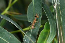 Campion callosus Lambkin 1986的圖片