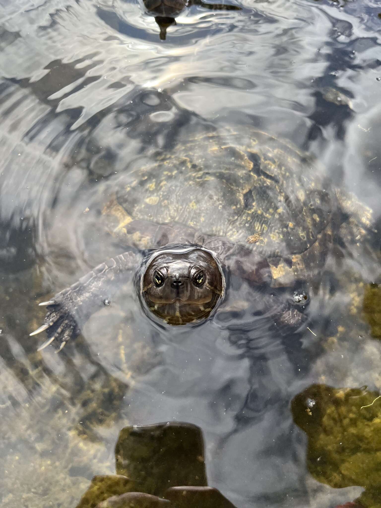 Image of Cat Island Freshwater Turtle