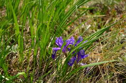 Plancia ëd Iris ruthenica Ker Gawl.