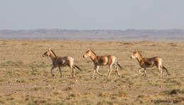 صورة Equus hemionus hemionus Pallas 1775