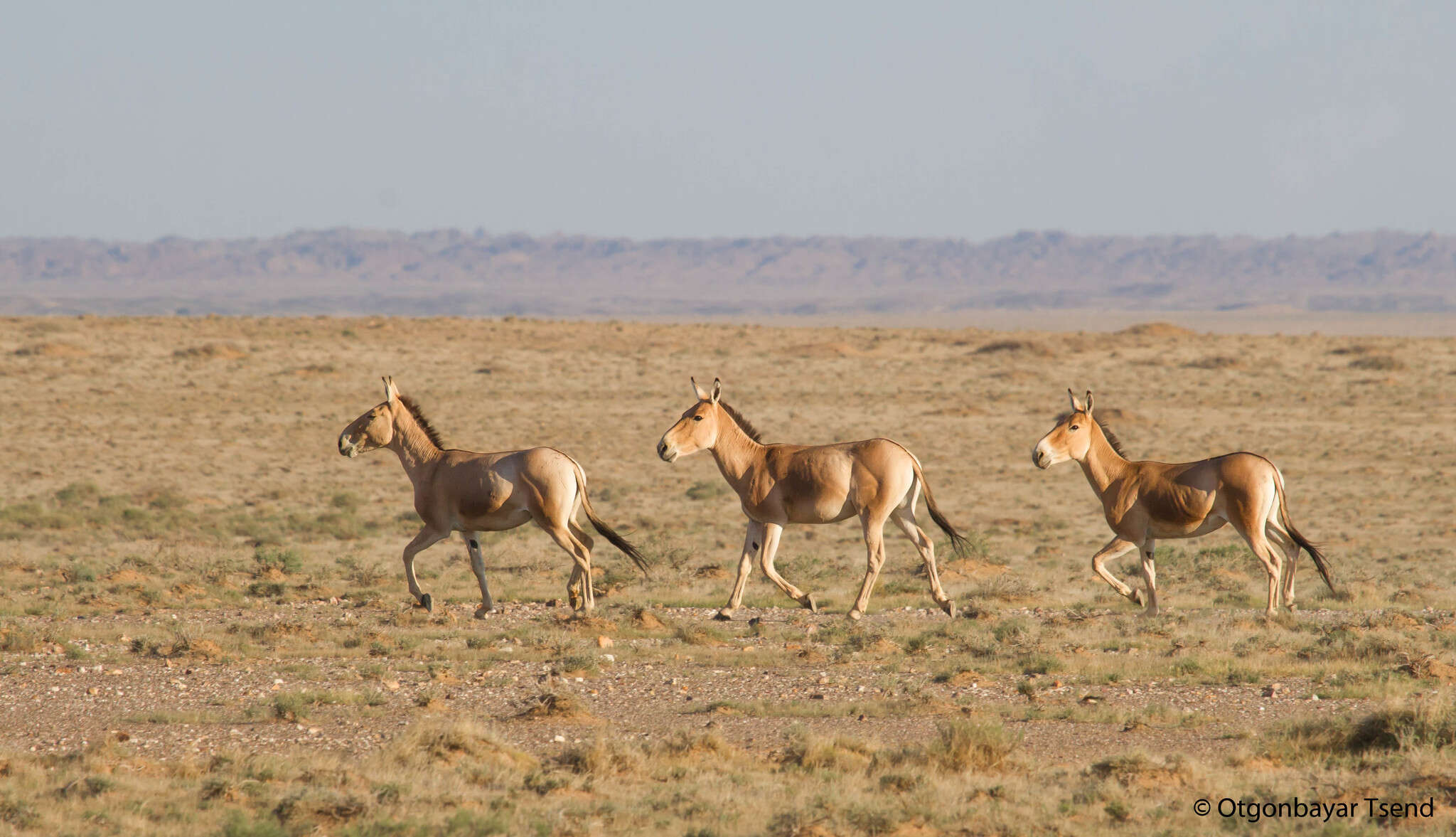 Image of Mongolian Kulan