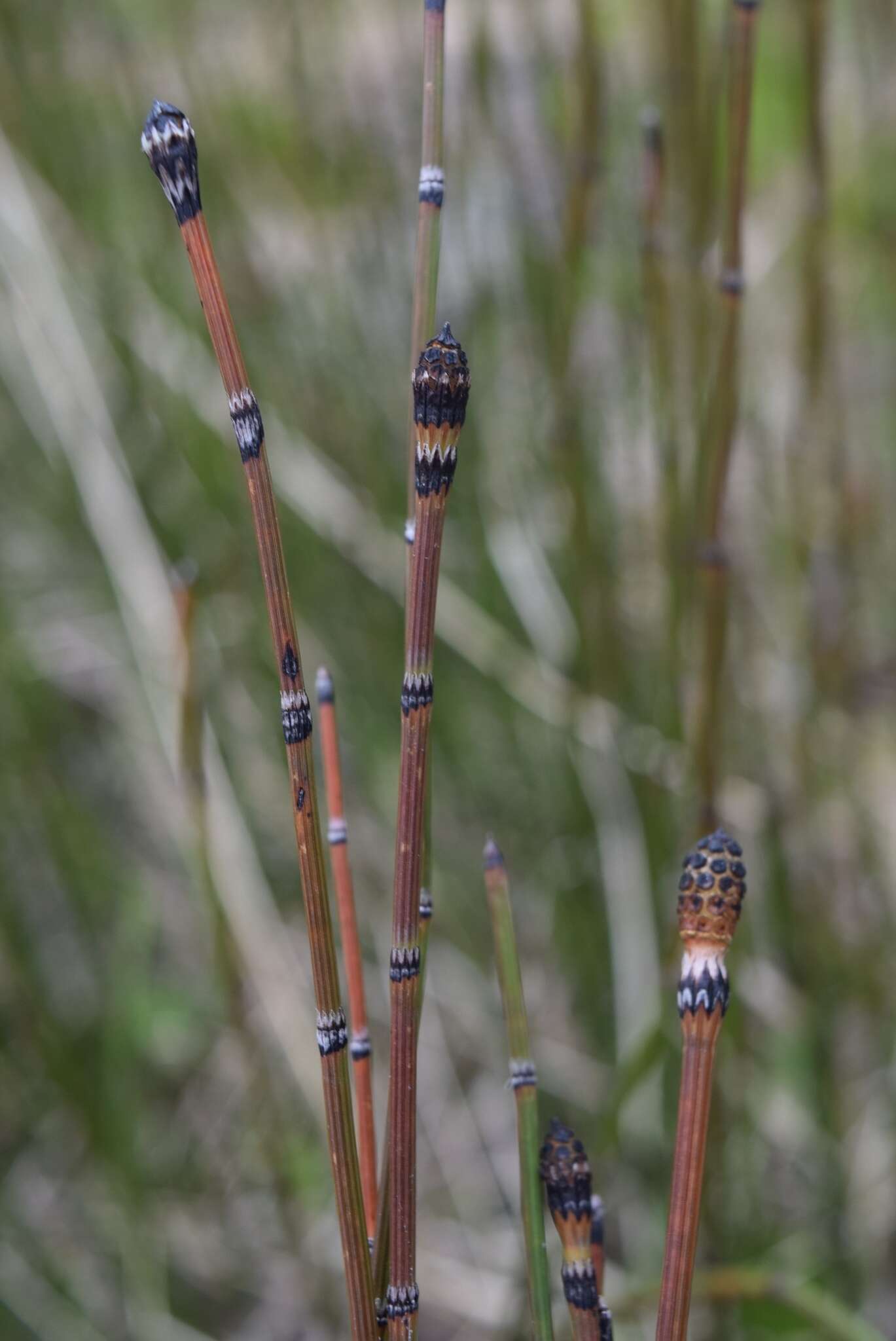 Image of variegated horsetail