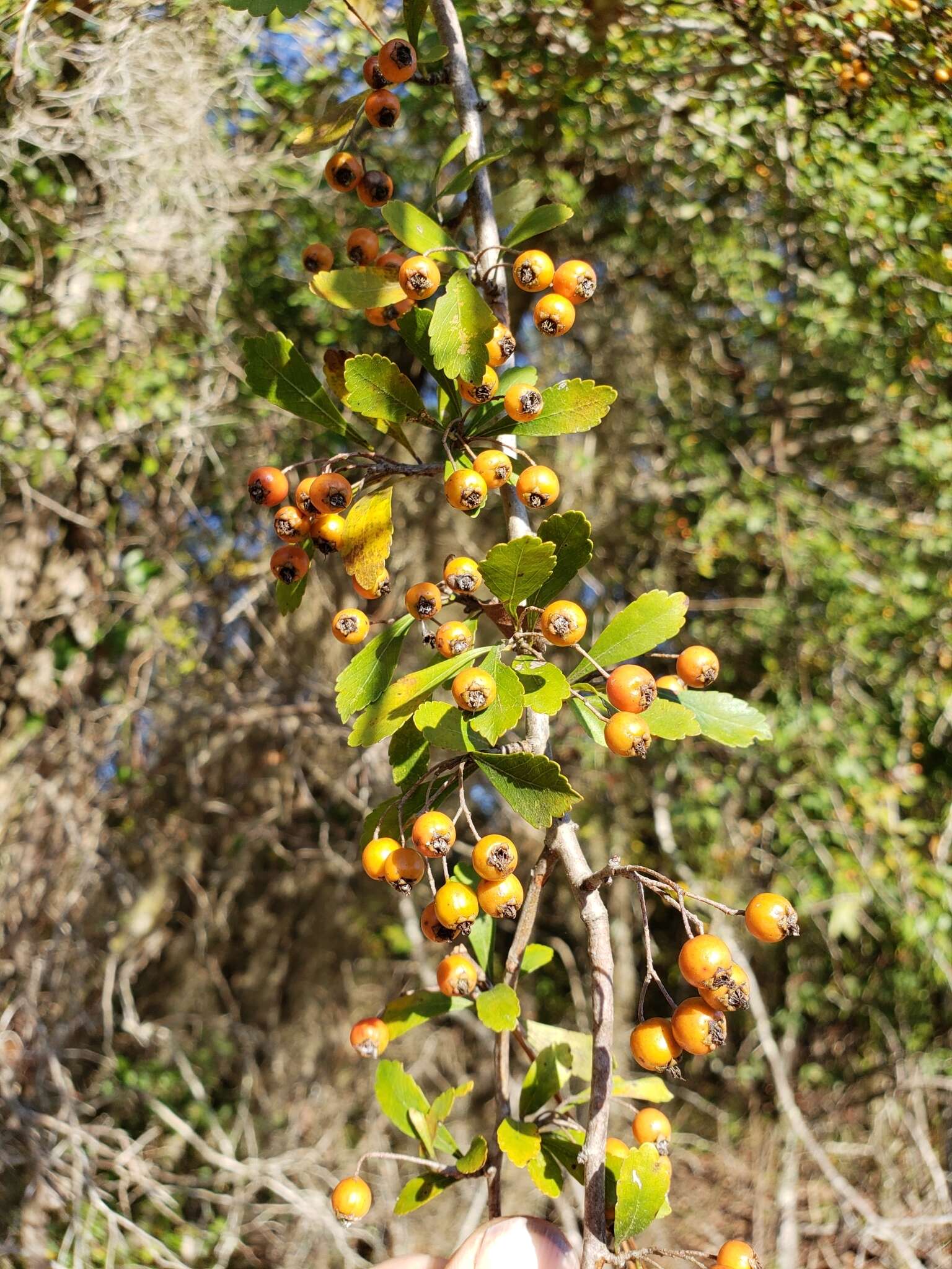 Image de Crataegus spathulata Michx.