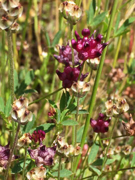 Imagem de Trifolium depauperatum Desv.