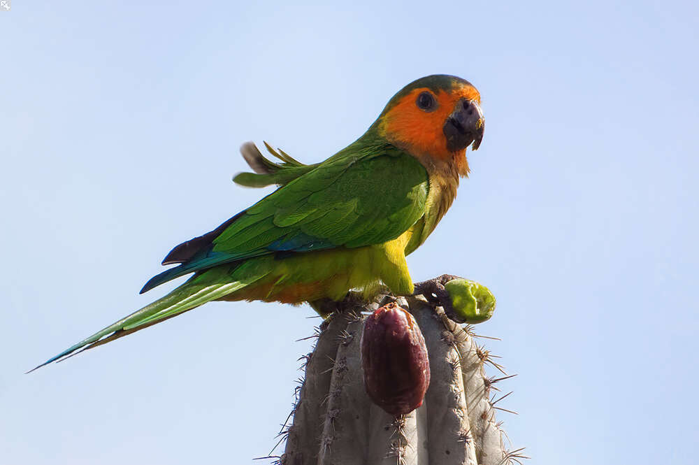 Image of Eupsittula pertinax pertinax (Linnaeus 1758)