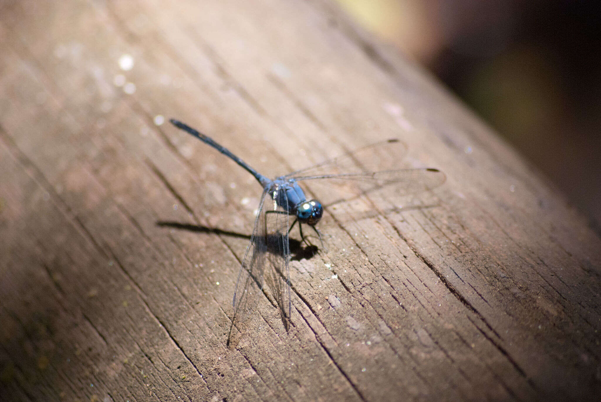 Слика од Trithemis aconita Lieftinck 1969