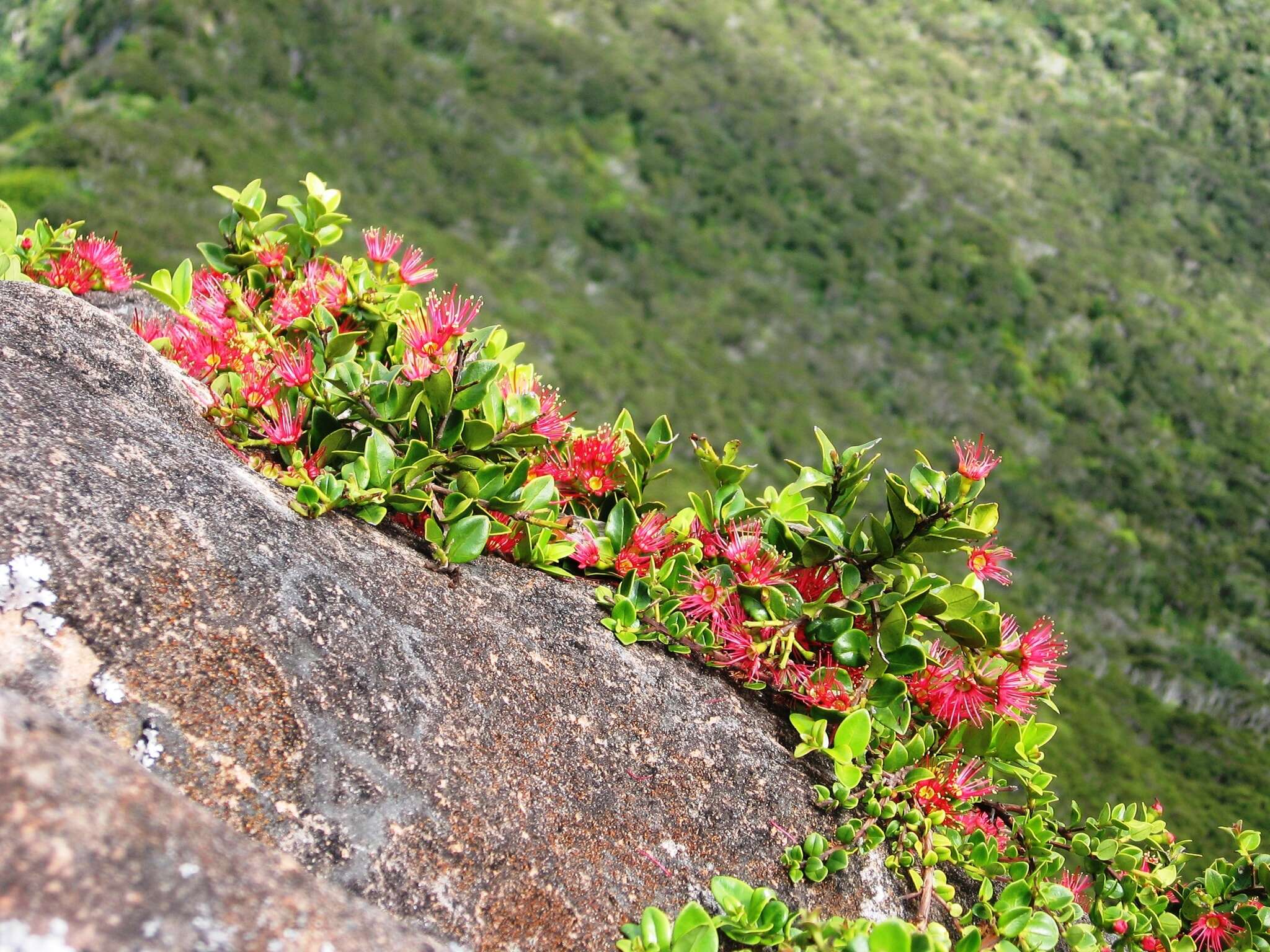 Image de Metrosideros carminea W. R. B. Oliv.