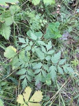 Image of Aegopodium alpestre Ledeb.