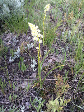 Image of meadow death camas