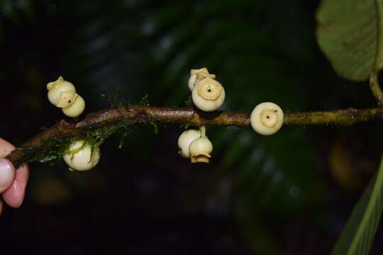 Image of Siparuna pauciflora (Beurl.) A. DC.