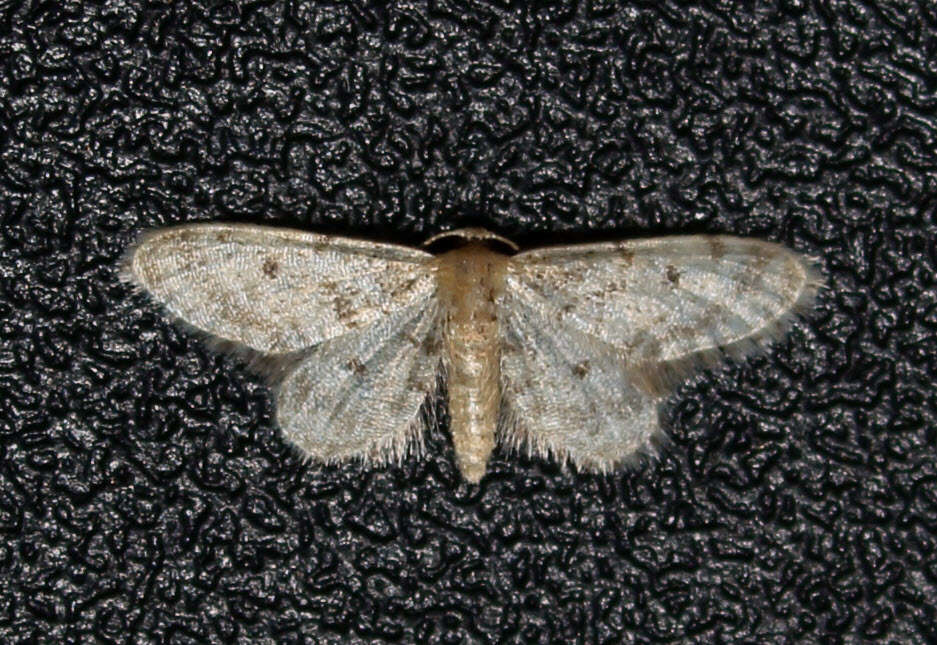 Image of Fortunate Idaea