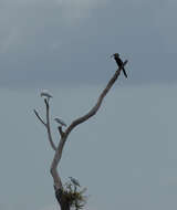 Image de Bubulcus ibis coromandus