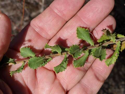 Image of sawtooth bristleweed