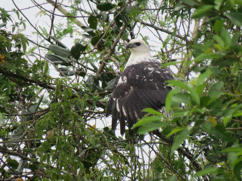 Image of White-necked Hawk