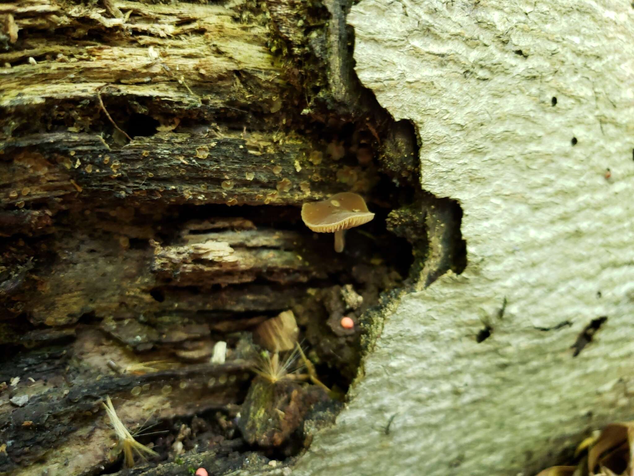 Image of Simocybe serrulata (Murrill) Singer 1962