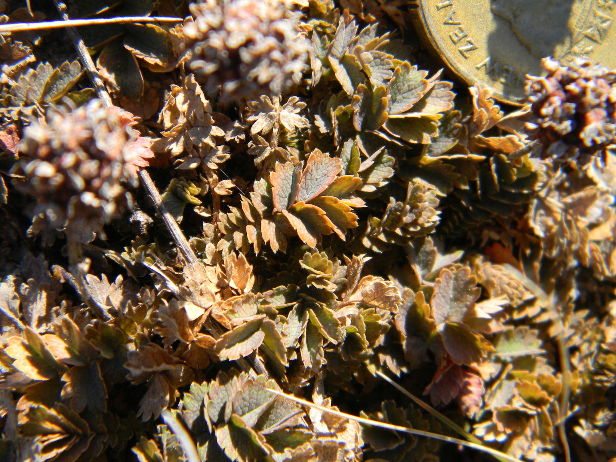 Image of Acaena buchananii Hook. fil.