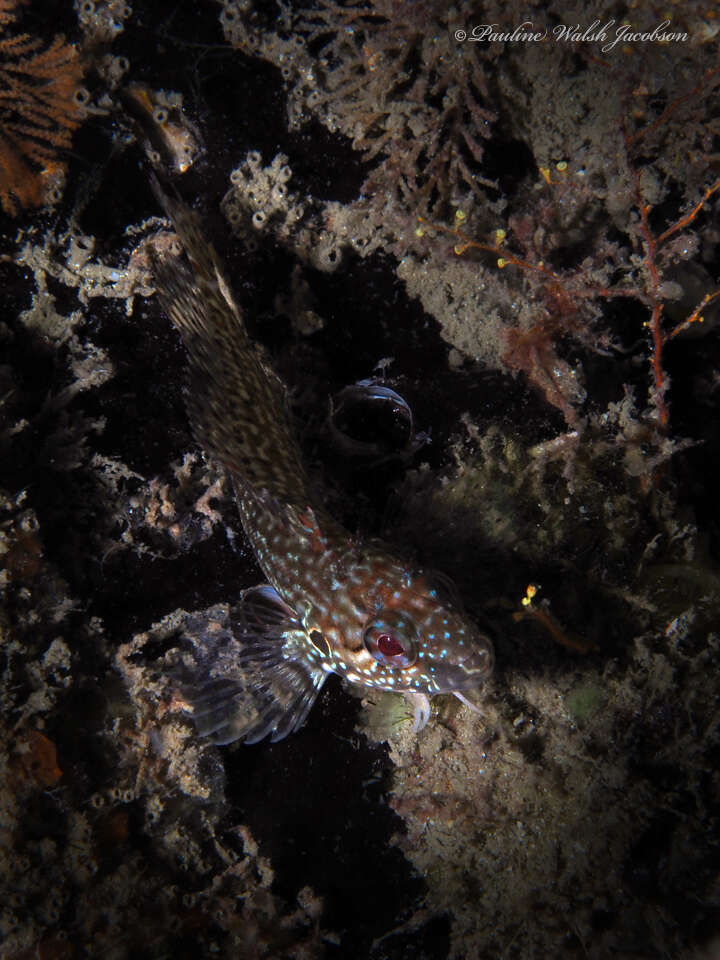 Image of Masquerader hairy blenny