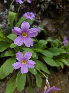 Plancia ëd Primula cusickiana var. maguirei (L. O. Williams) N. H. Holmgren & S. Kelso