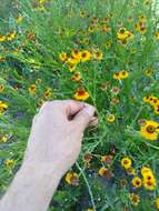 Image de Helenium amphibolum