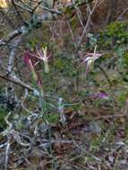 Image of Leucocoryne alliacea Lindl.