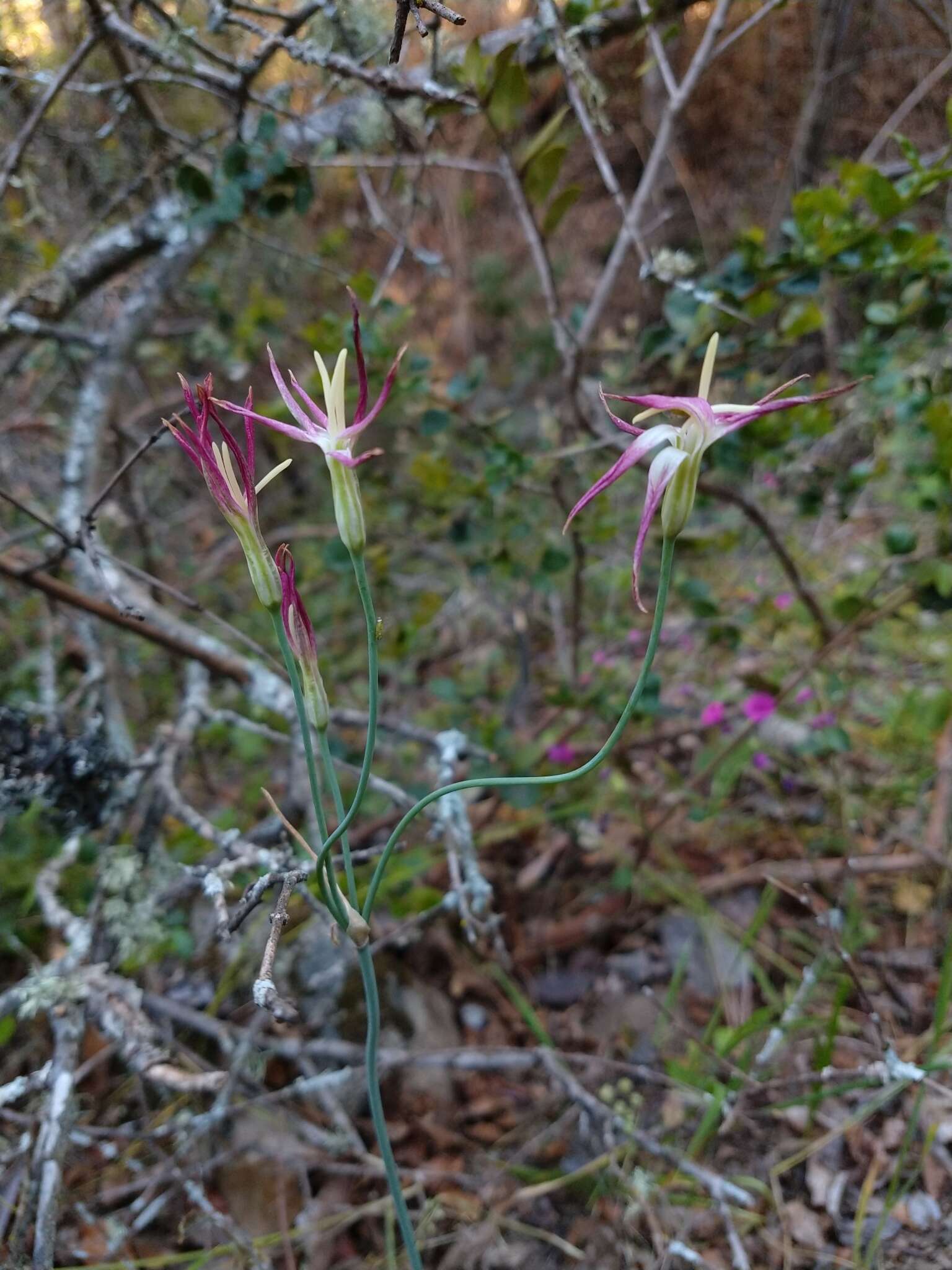 Imagem de Leucocoryne alliacea Lindl.