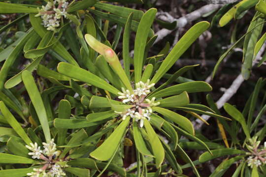 Image of Garnieria spathulifolia (Brongn. & Gris) Brongn. & Gris