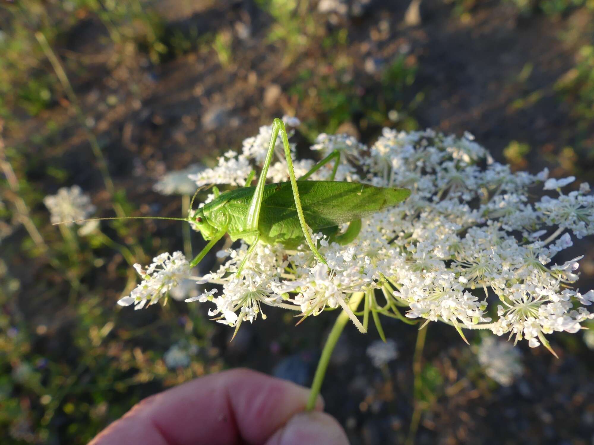 Scudderia pistillata Brunner von Wattenwyl 1878 resmi