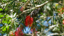 Image of Dusky Honeyeater