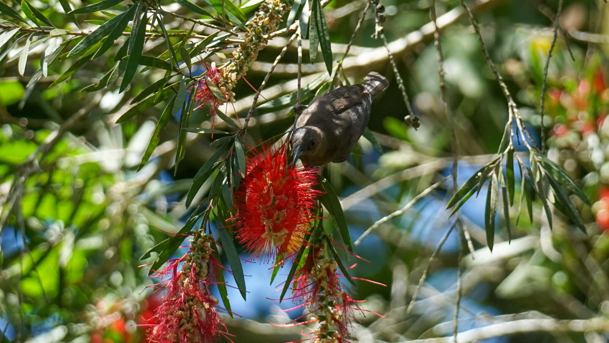 Image of Dusky Honeyeater