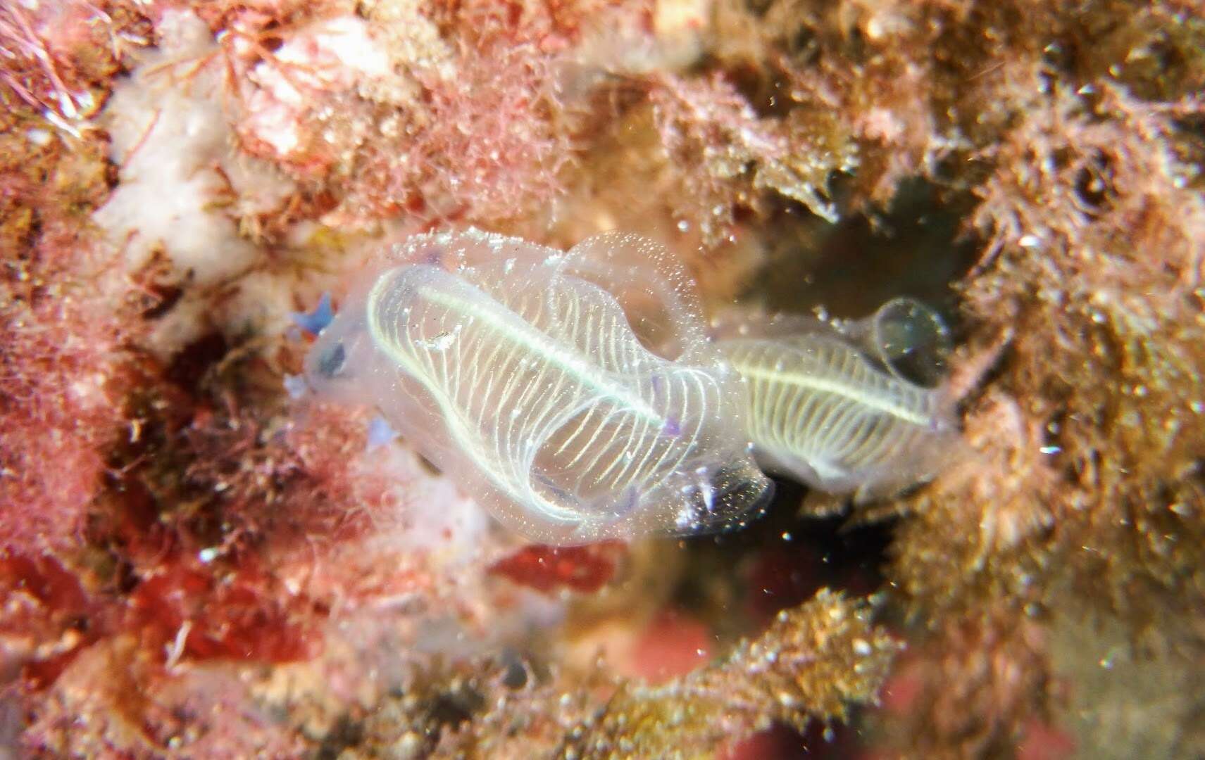 Image of bluestriped light bulb tunicate