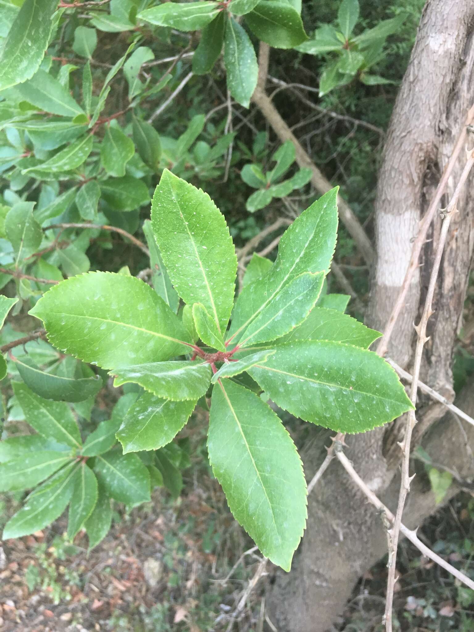 Image of strawberry tree