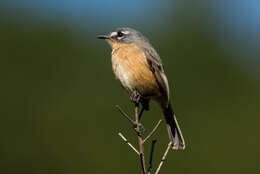 Image of Gray-backed Tachuri