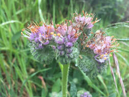 Image de Phacelia californica Cham.