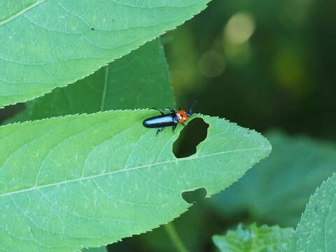 Слика од <i>Tetraphala collaris</i>