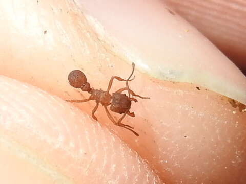 Image of Northern Fungus Farming Ant